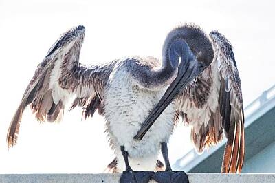 Creative Charisma - Preening Pelican by Mary Ann Artz