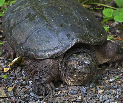 Reptiles Photos - Prehistoric Snapping Turtle by Lone Palm Studio