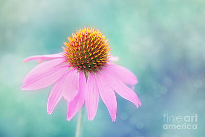 Windmills Rights Managed Images - Pretty in Pink.... Royalty-Free Image by LHJB Photography