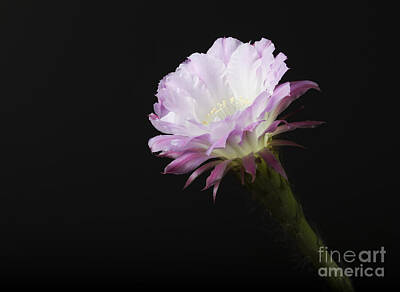 Boho Christmas - Princess Anne cactus flower  in bloom by Ruth Jolly