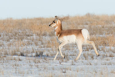 Solar System Art - Pronghorn Prancing on the Plains by Tony Hake