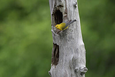 Wine Down Rights Managed Images - Prothonotary Warbler Royalty-Free Image by Ronnie Maum