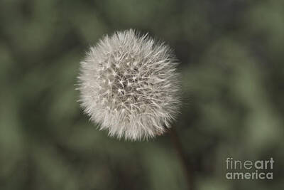Minimalist Childrens Stories Rights Managed Images - Puffball Royalty-Free Image by Lori Amway