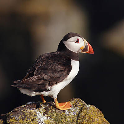 The Who Royalty Free Images - Puffin on rock Royalty-Free Image by Grant Glendinning