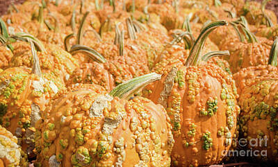 The Champagne Collection - Pumpkins 19 by Andrea Anderegg
