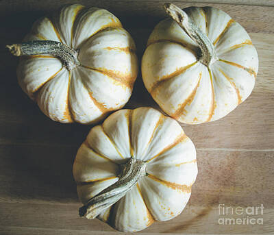 Zen Rocks - Pumpkins 5 by Andrea Anderegg