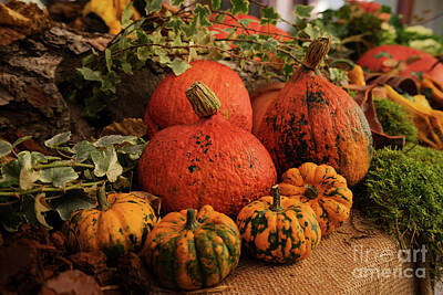 Bringing The Outdoors In - Pumpkins Harvest by Anastasy Yarmolovich