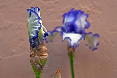 Vincent Van Gogh - Purple and White Bearded Iris Bud by Emerald Studio Photography