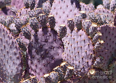 Abstract Water Rights Managed Images - Purple Cactus Closeup Royalty-Free Image by Carol Groenen