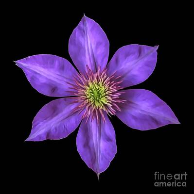 Roses Photos - Purple Clematis Flower with Soft Look Effect by Rose Santuci-Sofranko