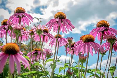 Seascapes Larry Marshall - Purple Coneflowers by Cheryl Baxter