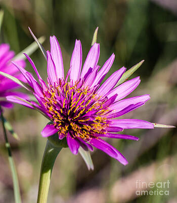 On Trend Breakfast Royalty Free Images - Purple flower 3357 Royalty-Free Image by Stephen Parker