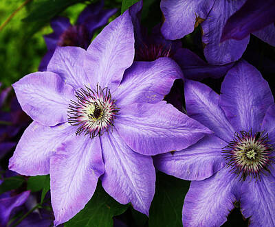 Landscapes Kadek Susanto - Purple flower by Scott Stewart