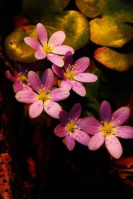 The Stinking Rose - Purple Flower by Stephanie Olson