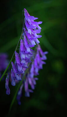 Fairies Sara Burrier - Purple Flowers #6 by Thomas Warner