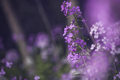 Sports Tees - Purple Flowers by Elena Nicole