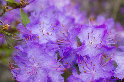 Stellar Interstellar - Purple flowers in rain by Cathy Anderson