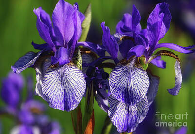 Vintage Pharmacy - Purple Iris Doubled by Rachel Cohen