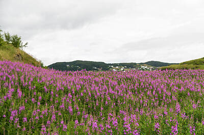 Whimsical Flowers - Purple loosetrife field by Bob Corson
