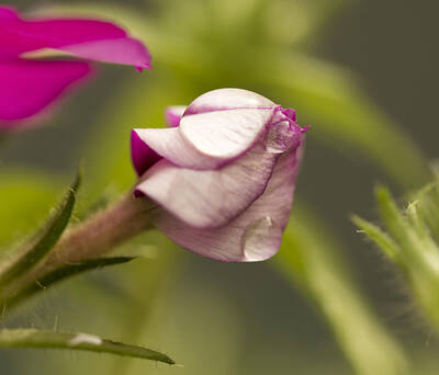 Namaste With Pixels - Purple Phloxy Lady Bud Opening by Tracy Winter