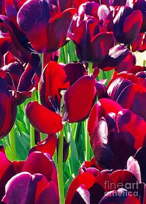 Vintage French Fashion Royalty Free Images - Purple Royals Tulips Royalty-Free Image by Susan Garren