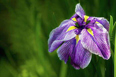 Temples - Purple Siberian Iris Flower Closeup by David Gn