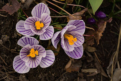 Floral Royalty-Free and Rights-Managed Images - Purple Stripes and Golden Hearts - Crocus Harbingers of Spring by Georgia Mizuleva