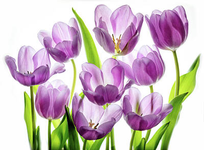 Catch Of The Day - Purple Tulips by Rebecca Cozart