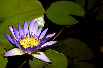 Legendary And Mythic Creatures Rights Managed Images - Purple Water Lilly Royalty-Free Image by Teresa Mucha