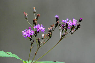 Movie Tees - Purple Wildflower in Shiloh National Military Park, Tennessee by WildBird Photographs
