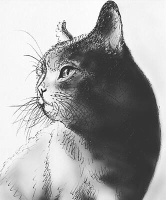 Portraits Drawings - Purrfect Black by Pookie Pet Portraits