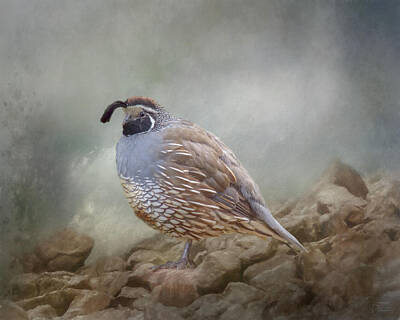 Birds Mixed Media Rights Managed Images - Quail on the Rocks Royalty-Free Image by Teresa Wilson