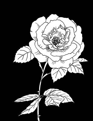 Floral Mixed Media - Queen Elizabeth Rose on Black Background by Masha Batkova