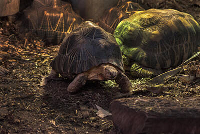 From The Kitchen - Radiated Tortoise by Doc Braham