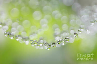 Masako Metz Royalty-Free and Rights-Managed Images - Rain Drops On Spiderweb  by Masako Metz