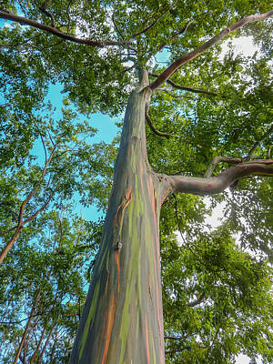 Wildlife Cabin - Rainbow Eucalyptus by Megan Martens