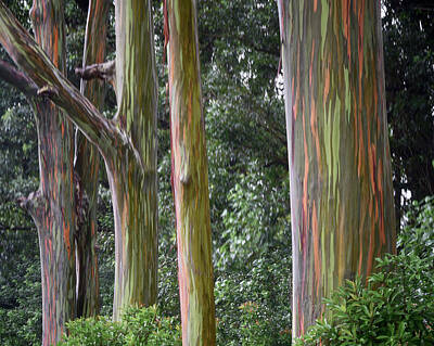 From The Kitchen - Rainbow Eucalyptus Tree by Craig Voth