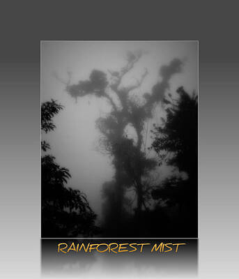 Landscape Photos Chad Dutson Royalty Free Images - Rainforest Mist II Royalty-Free Image by Perry Webster