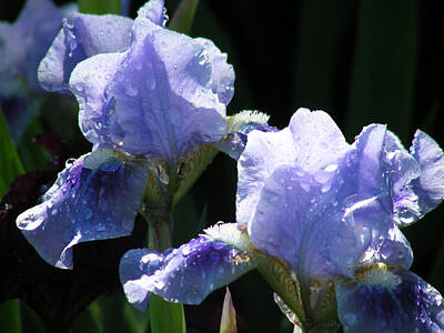 Ocean Diving - Rainy Irises by Mary Lane