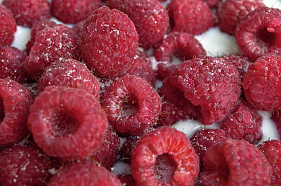 Winter Animals - Raspberries and Milk - Sweet Treats by Cathy Mahnke