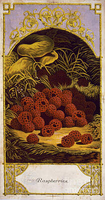 Food And Beverage Mixed Media - Raspberries Vintage Fruit Label by Edward Fielding