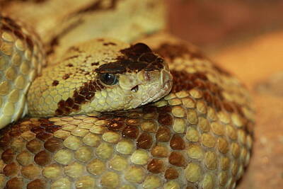 Extreme Sports - Rattle Snake by Paul Slebodnick