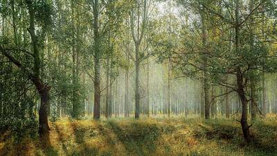 Everett Collection Royalty Free Images - Rays in the forest Royalty-Free Image by Valentin Sabau