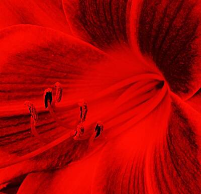 Lilies Digital Art - Red and Black lily  by Brenda Plyer
