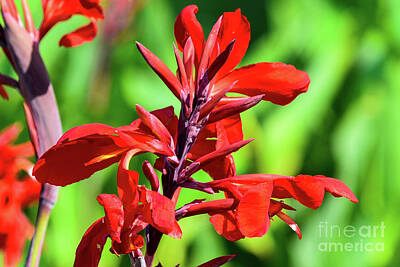 Lilies Royalty-Free and Rights-Managed Images - Red and Green by Mary Ann Artz