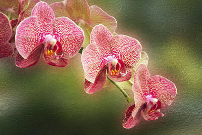 Donut Heaven Royalty Free Images - Red and White Orchids on a Stem Royalty-Free Image by Carol Senske