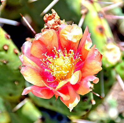 Ring Of Fire - Red and Yellow Cactus Flower Bloom by Amy McDaniel