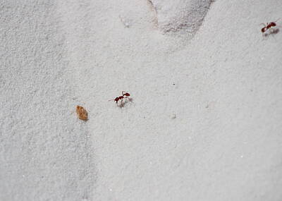 Halloween Elwell Royalty Free Images - Red Ants in White Sands Royalty-Free Image by Colleen Cornelius