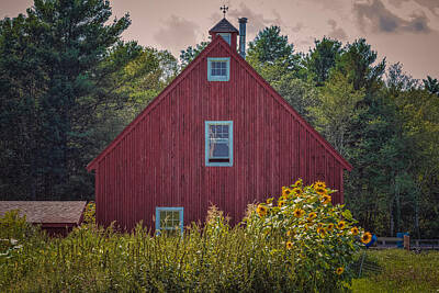 Sunflowers Rights Managed Images - Red Barn and Sunflowers Royalty-Free Image by Black Brook Photography