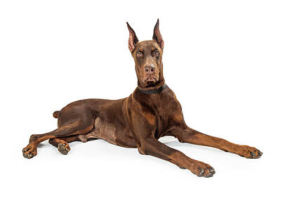 Animals Photos - Red Doberman Pinscher Dog Lying Profile by Good Focused